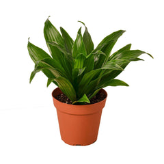 dracaena janet craig where to buy 