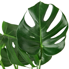 monstera leaf 