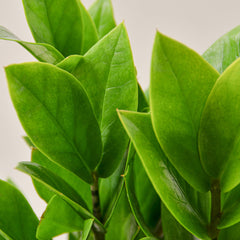 ZZ Zamioculcas Zamiifolia indoor low light houseplant