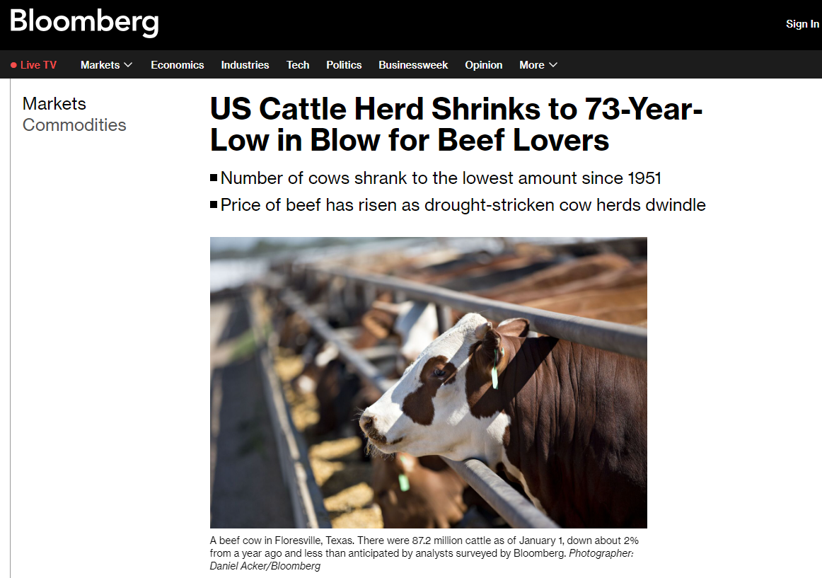 Brown and white cow in a pen with other cattle in the background.