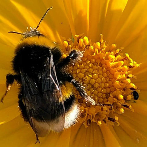 Bee collecting pollen