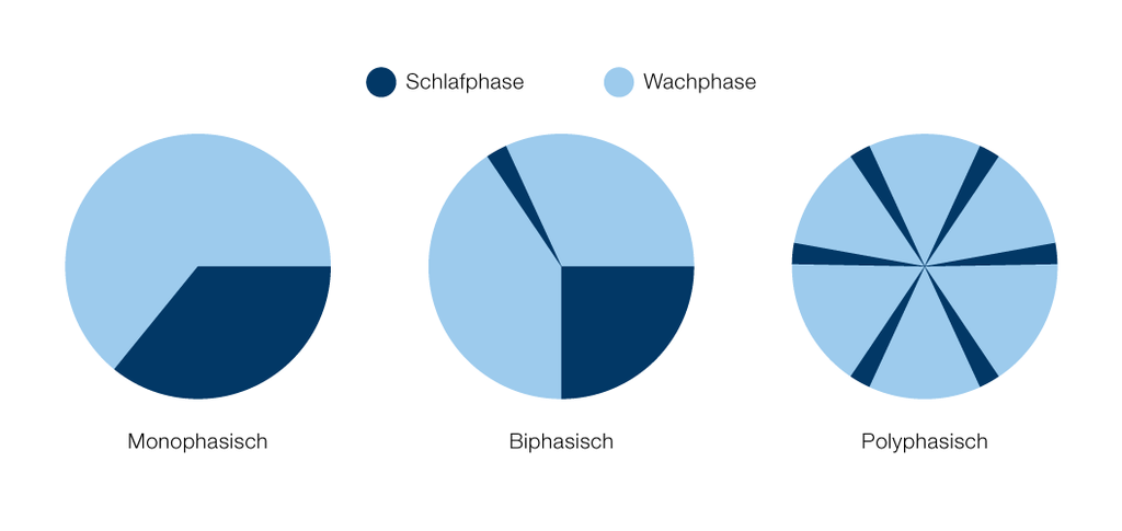 Schlafmagazin: Monophasischer, biphasischer und polyphasischer Schlaf