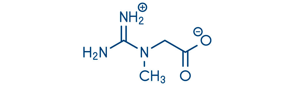 Kreatin, ein natürlicher körpereigener Energielieferant