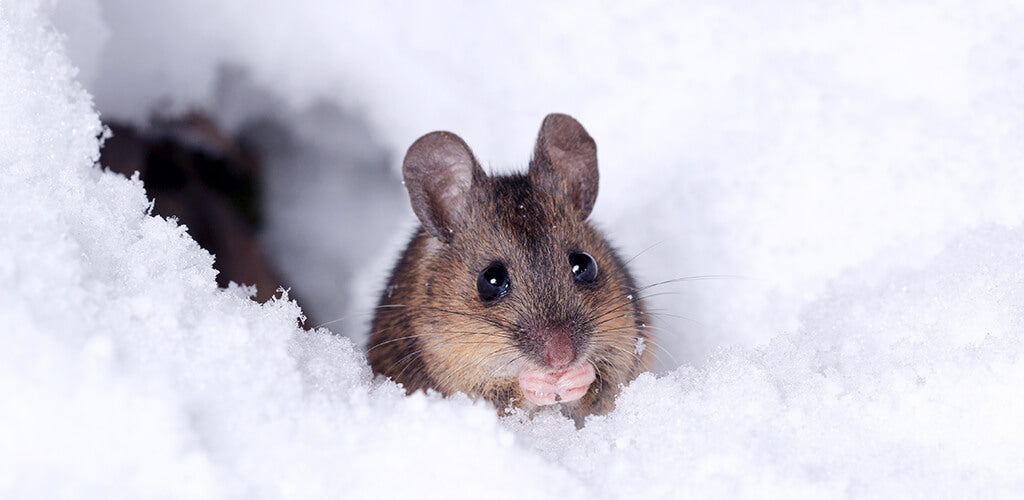 Feldmaus erwacht aus dem Winterschlaf und sitzt im Schnee