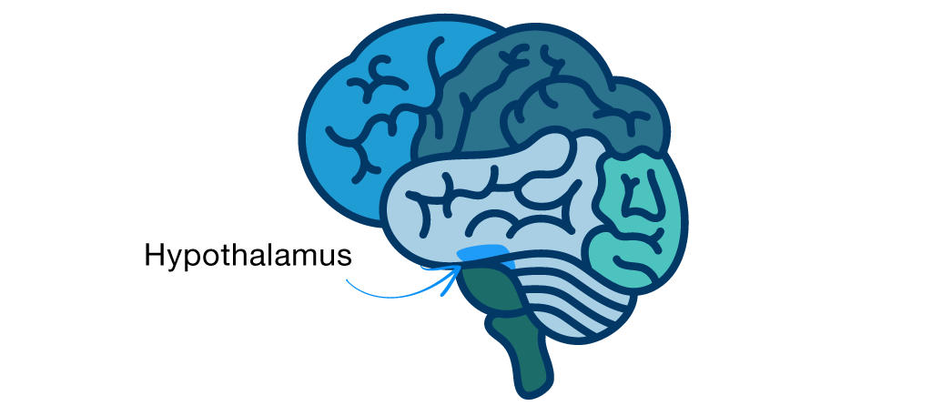 Hirnaktivität bei Narkolepsie im Schlaf: Der Hypothalamus
