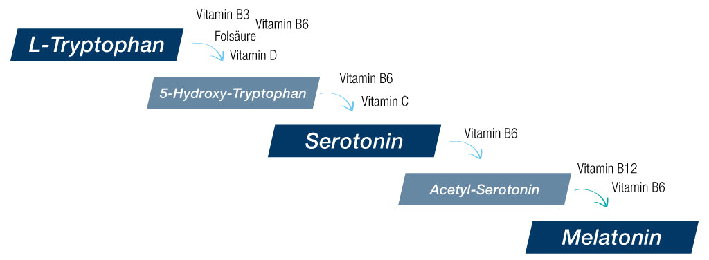 Synthese von L-Tryptophan zu Serotonin zu Melatonin