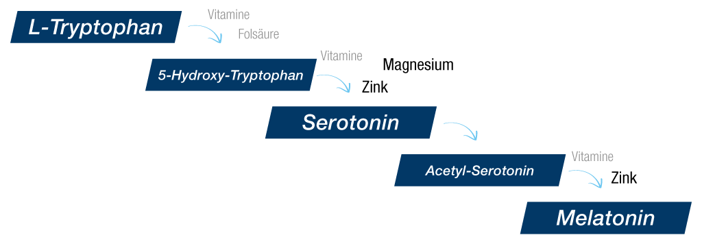 smartsleep Schlafmagazin Melatonin Serotonin Synthese unter Einfluss von Mineralstoffen Magnesium Zink und Vitaminen