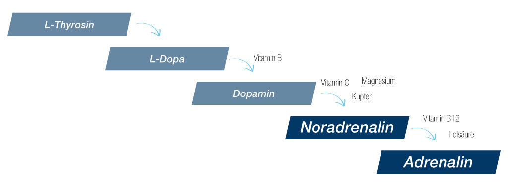 smartsleep Schlafmagazin Stress und Stresshormone Synthese von Dopamin zu Noradrenalin und Adrenalin
