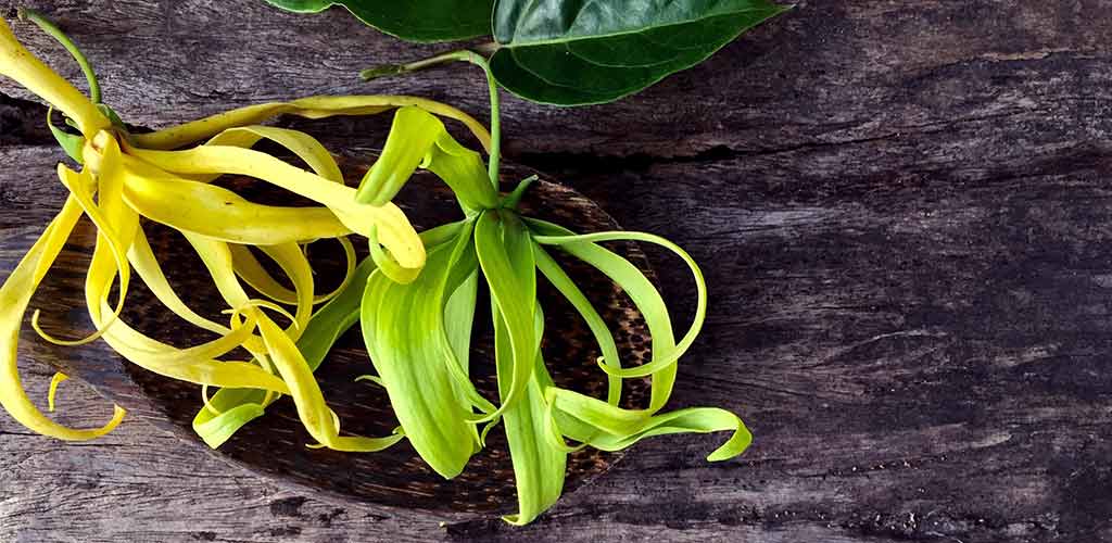 smartsleep Schlafmagazin: Düfte zum Einschlafen, Ylang-Ylang Blüte