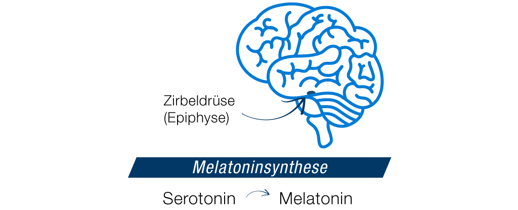 Melatoninbildung im Gehirn: Synthese von Serotonin zu Melatonin