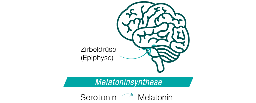 Melatoninbildung im Gehirn: Synthese von Serotonin zu Melatonin