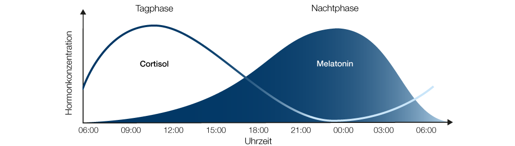 Hormonkonzentration Tagesablauf: Cortisol und Melatonin