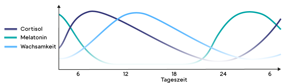 Grafik: Der Körper im Schlaf-Wach-Rhythmus