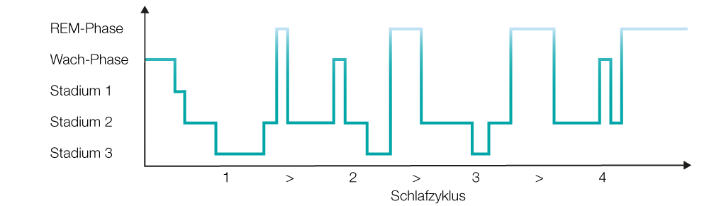 Wach- und Schlafphasen je Schlafzyklus