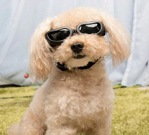 small dog goggles