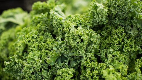 Fresh green kale grown at home