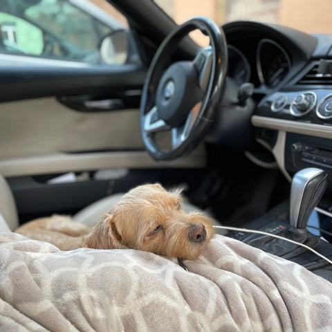 Seat-cover-pet-friendly-dog-seat-cover-blog-pet-hack