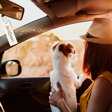 drive-with-your-pet-fun-drive-dog-cat