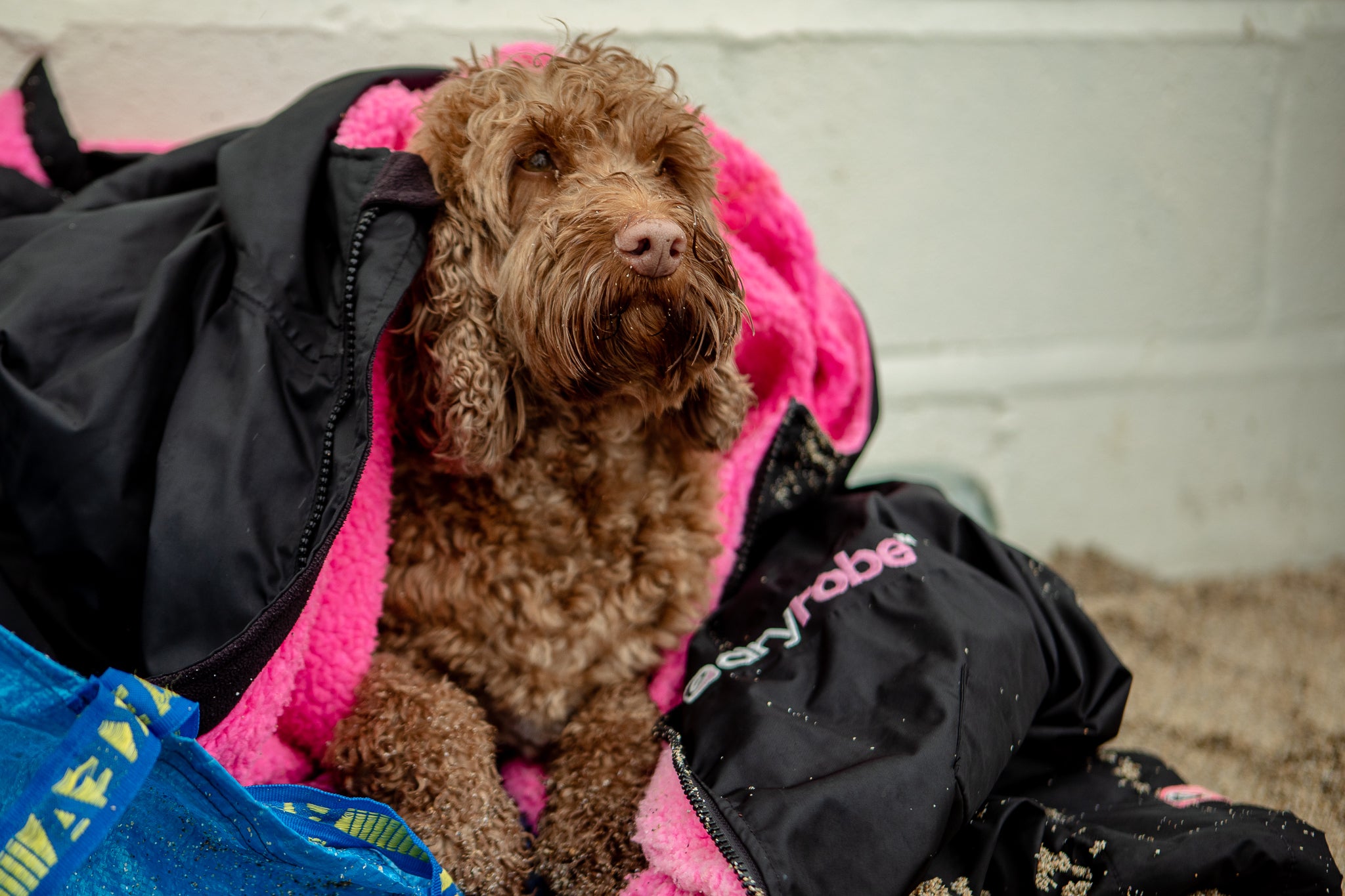 Dog staying warm in a dryrobe at English National Surf Championship 2020