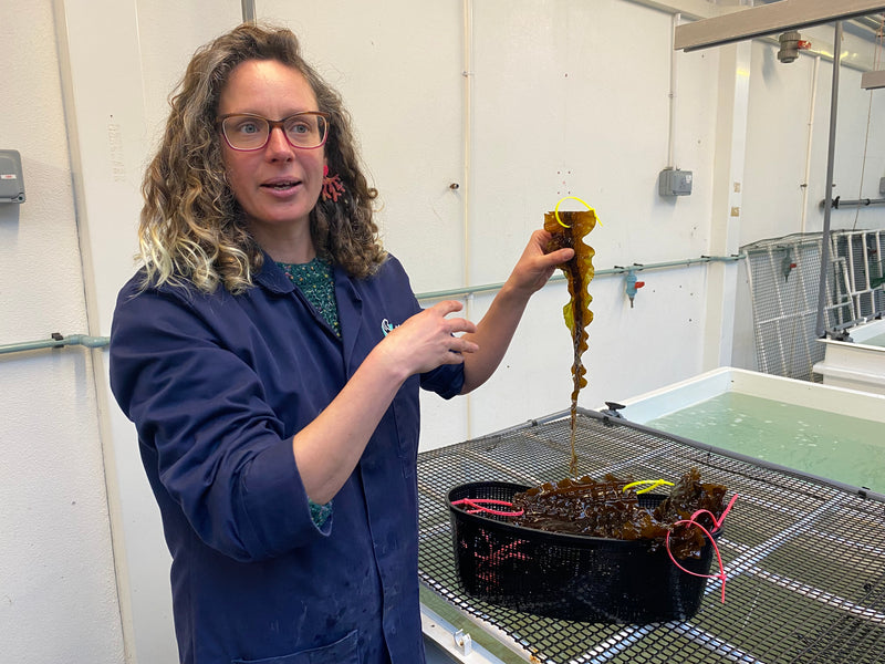 A woman pulling kelp from a basket