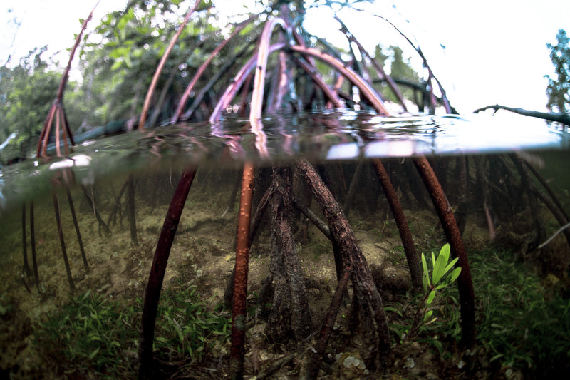 Photo of mangroves that shows them both above and below the water