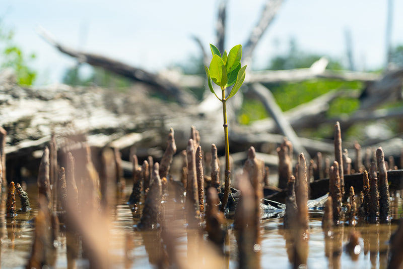 Close up of young Mangrove trees growing up through the water