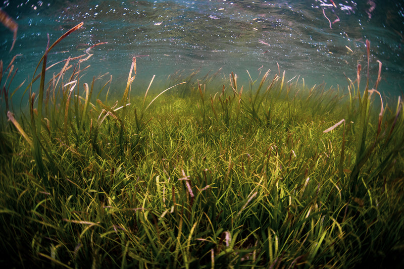 Mangroves growing underwater