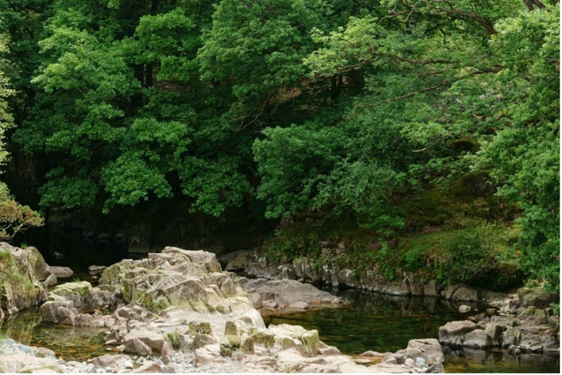 Gill Force