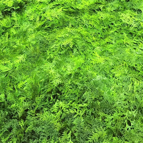 japanese hinoki aroma oil leaf image