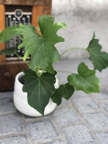Hope Philodendron