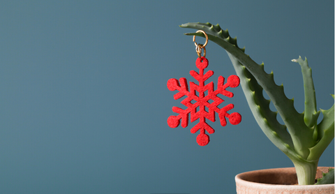 Why Houseplants Make Amazing Christmas Gifts