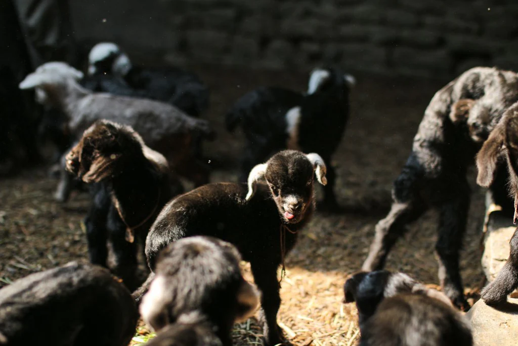 Baby Kaschmirziege, umgeben von weiteren jungen Kaschmirziegen, streckt Zunge in die Kamera.