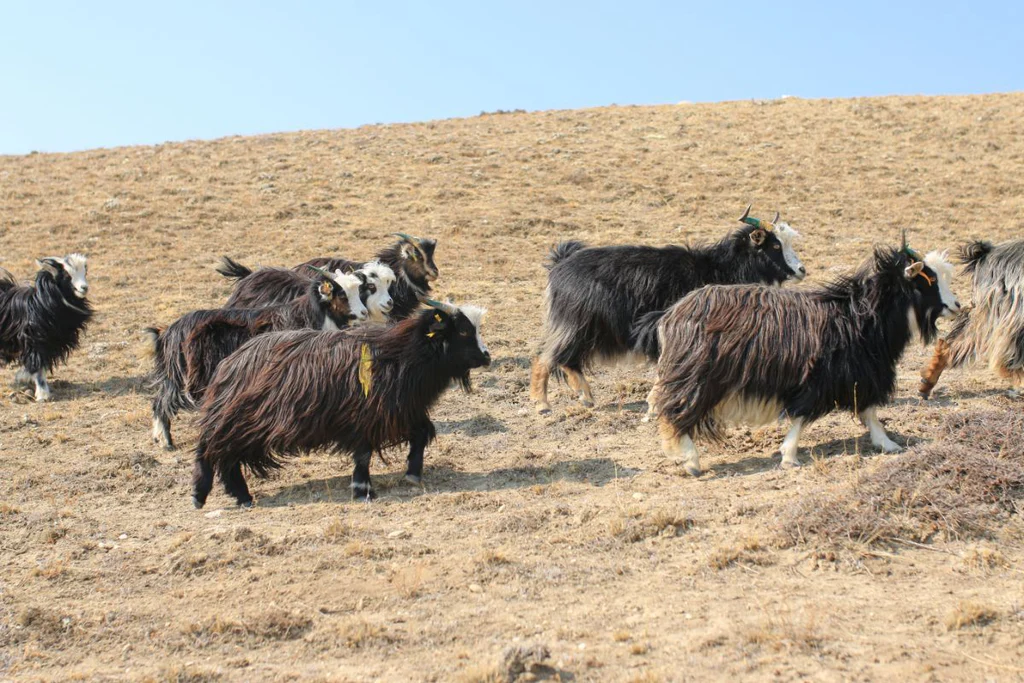 Cashmere goats in their natural environment as the wind blows through their fur.