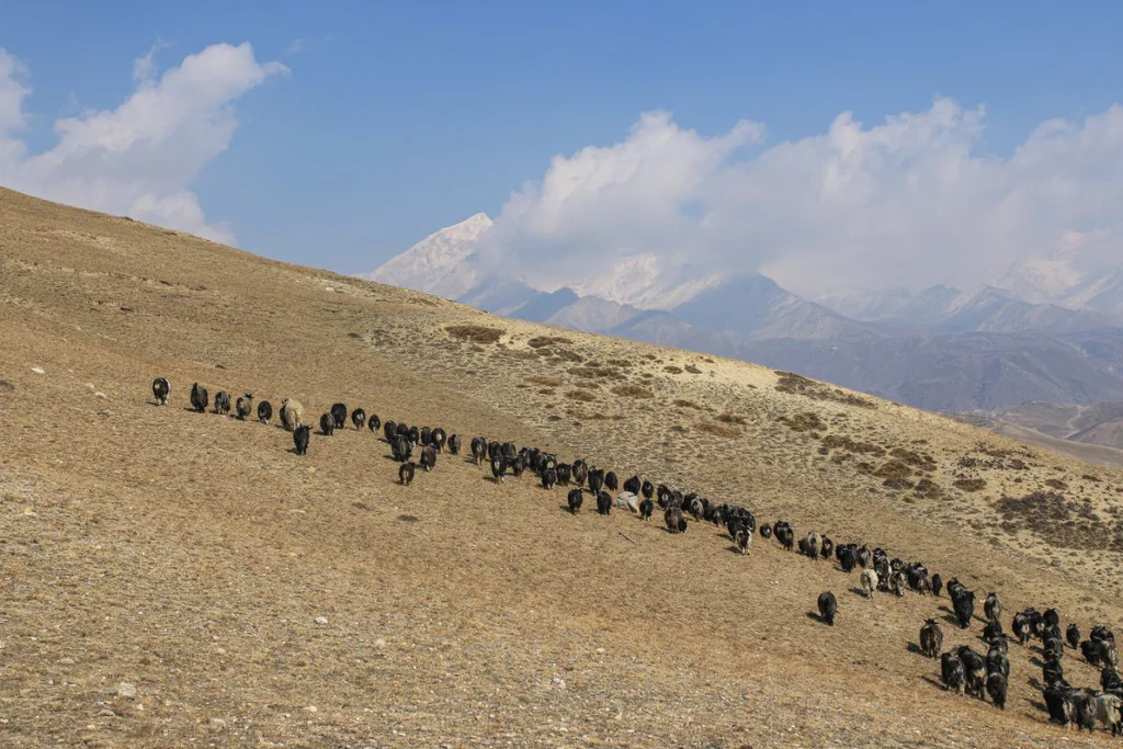 Herd of cashmere goats walking through nature.