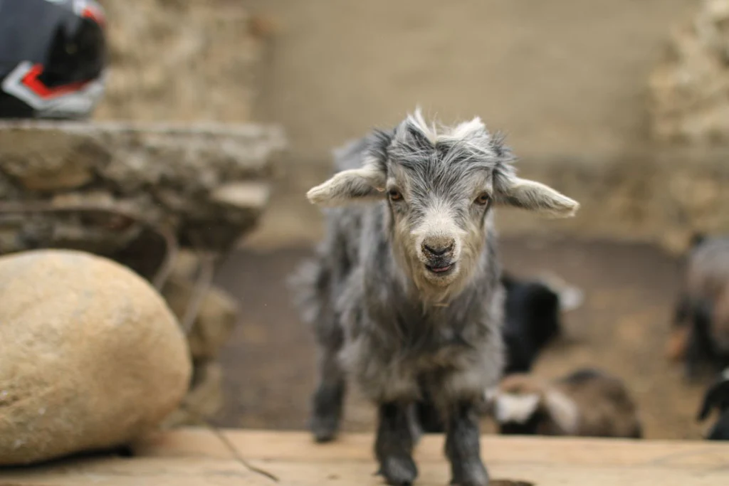 Baby cashmere goat looks directly into the camera.