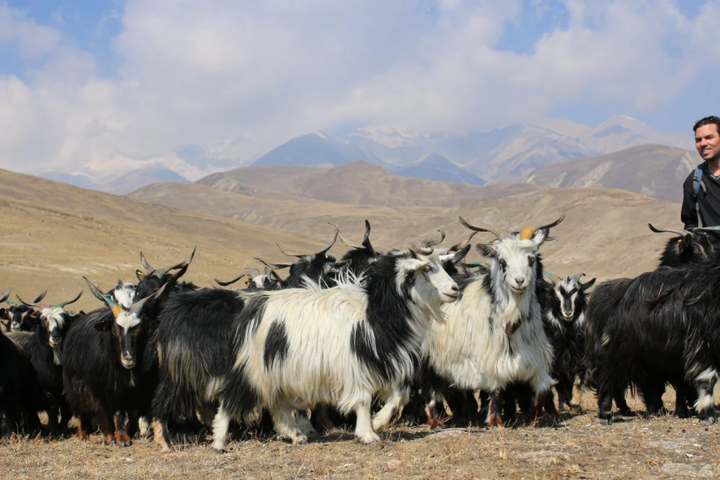 Small herd of free-ranging cashmere goats.