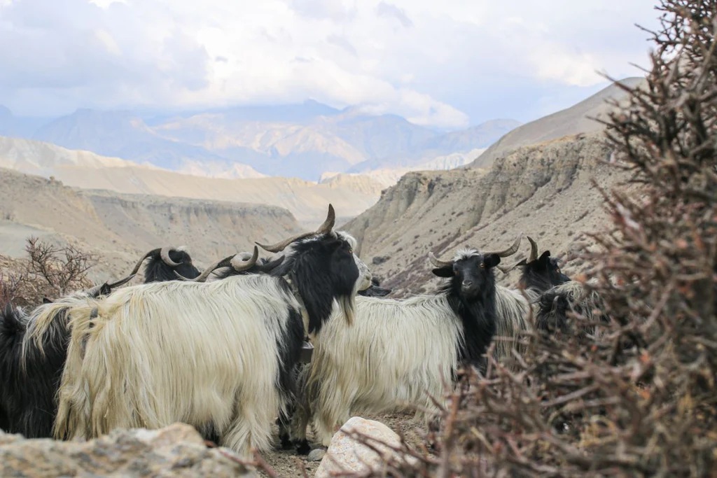 Cashmere goats walk in a line through nature, while one goat turns backwards to another goat.