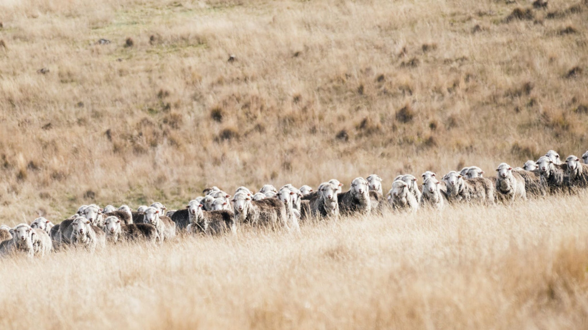 The Sheep on White Gum Wool Farm
