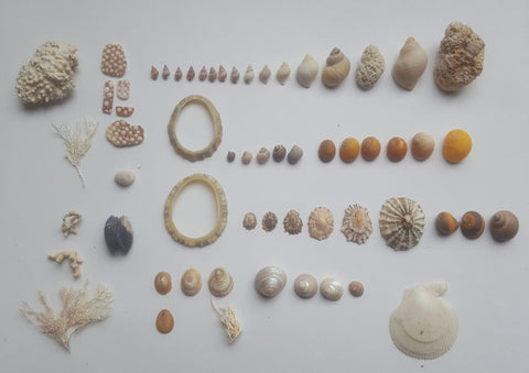 Shell finds from Marwick beach
