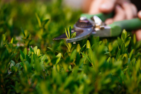 The Art of Pruning: A Guide to Different Techniques for a Healthy Garden | Blog | Delightful Yard