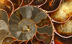 Sacred Geometry in Ammolite shells Fibonacci