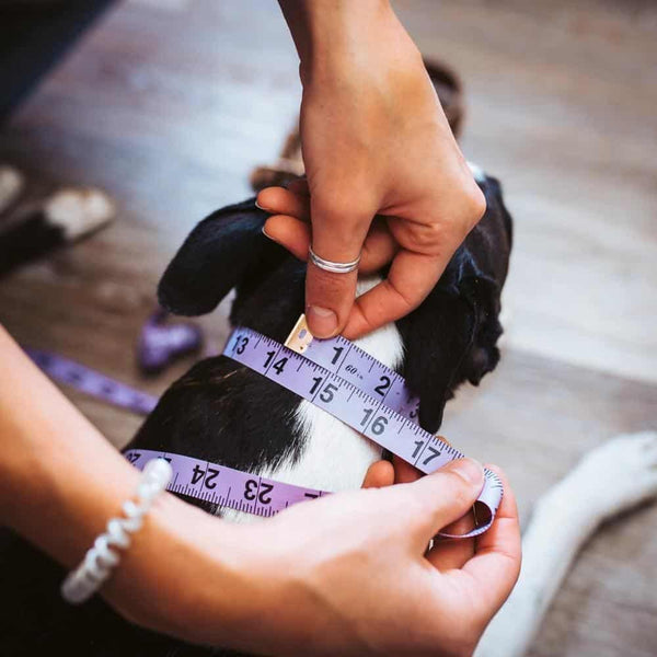 Measuring a Leather Dog Collar