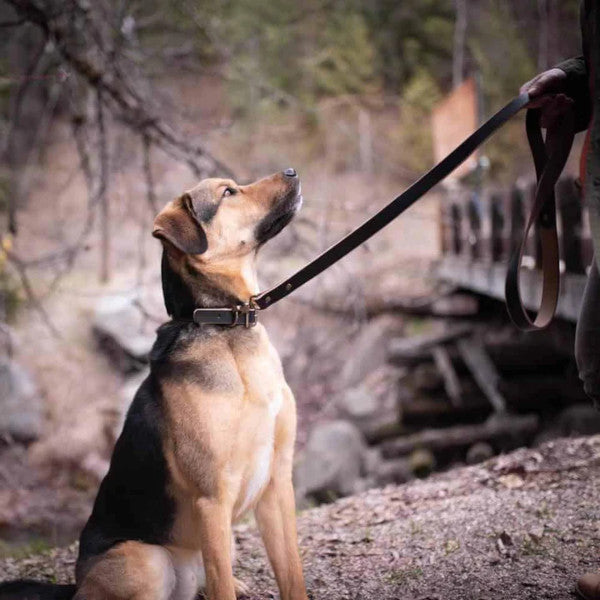 leather dog leash