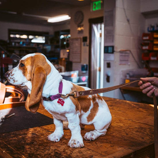 Why Should You Choose a Leather Collar for Your Pet? | Popov Leather