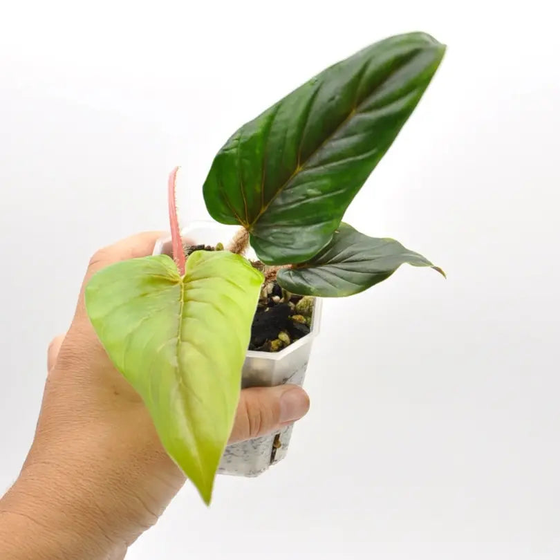 Philodendron Squamicaule