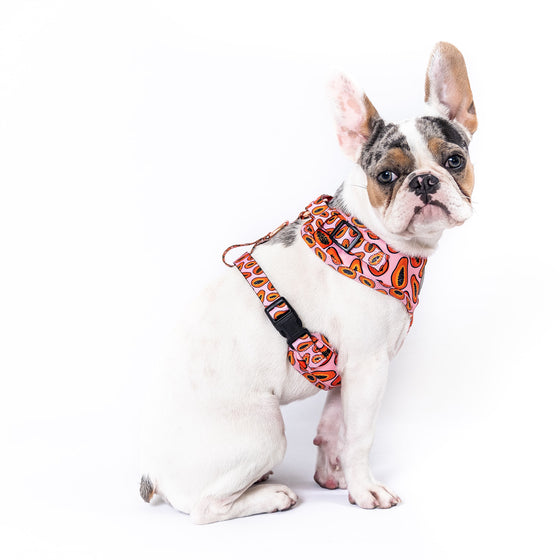 hypebeast dog harness