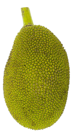 jackfruit