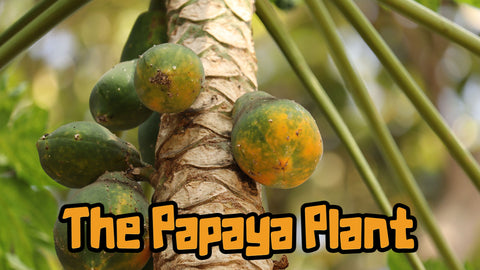 tropical papaya tree