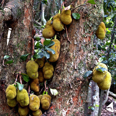 jackfruit tree