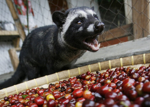 Kopi Luwak Coffee poo cherry Basic Barista Shit coffee